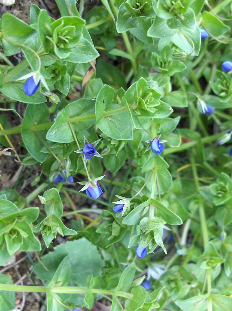 Anagallis arvensis